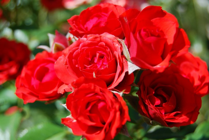 flowers