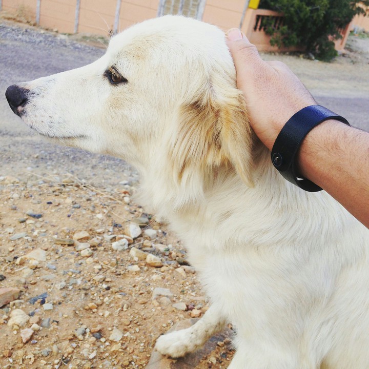dog