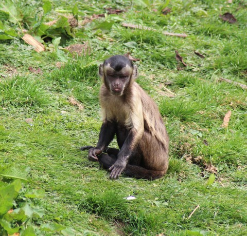 monkey business