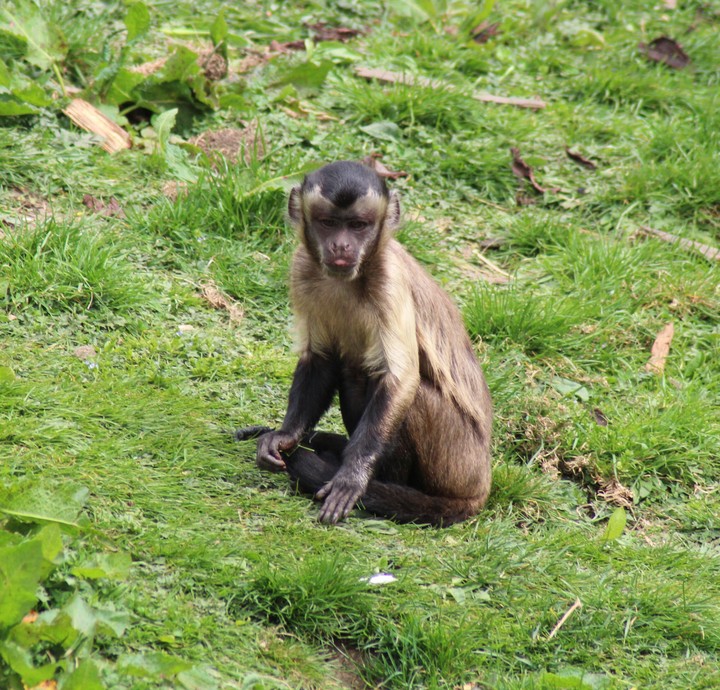 monkey business