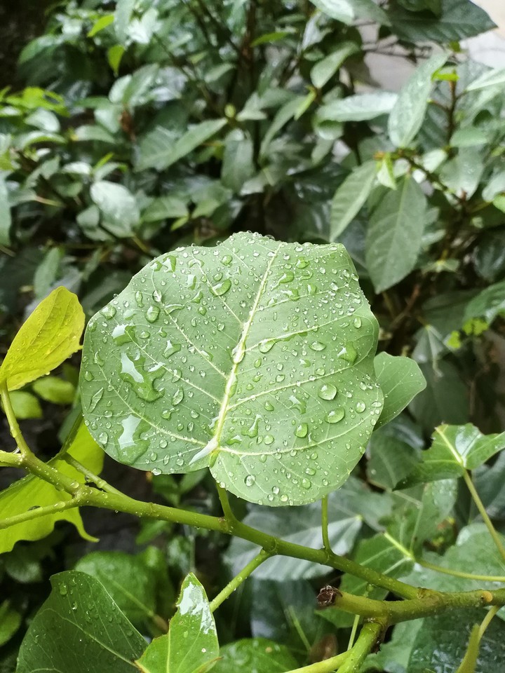 Rain