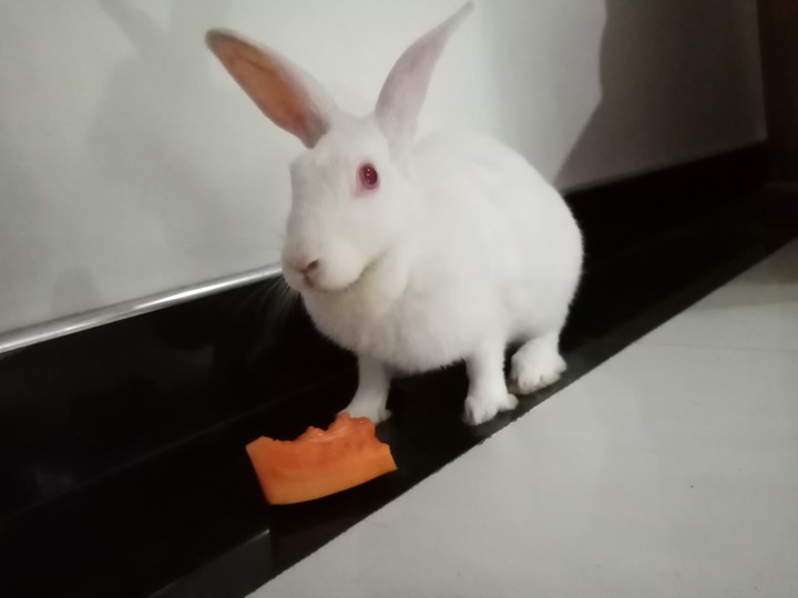 cute rabbit
