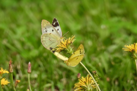 sfondi insect, grass