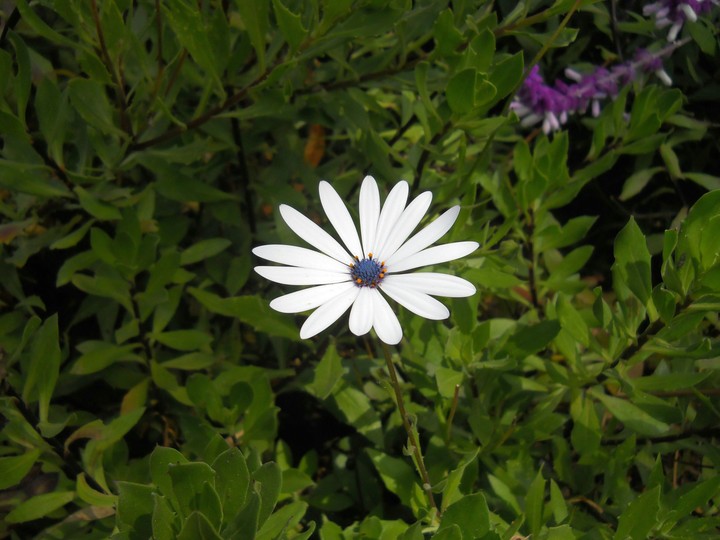 Daisy