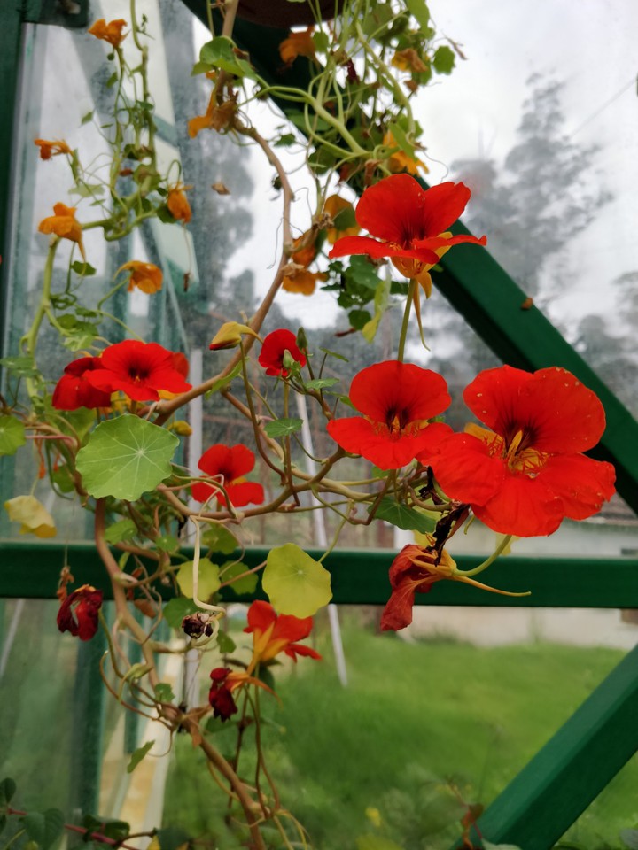 Colors of nature - Red