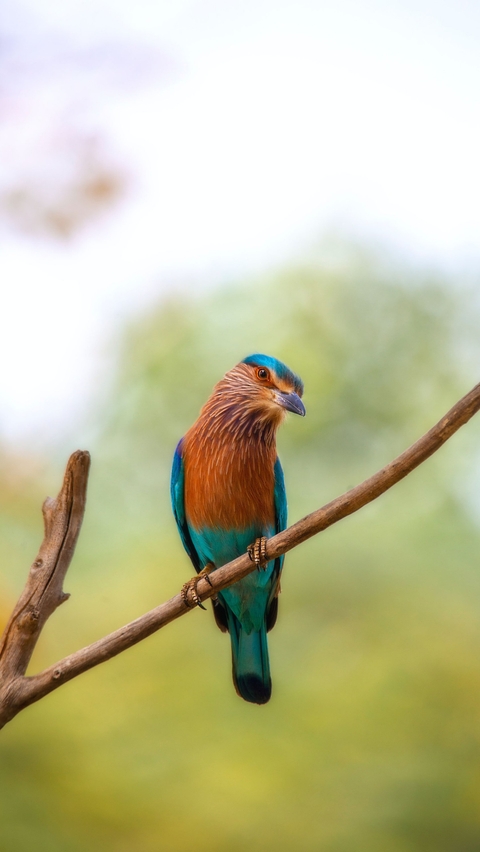 bird, songbird wallpapers