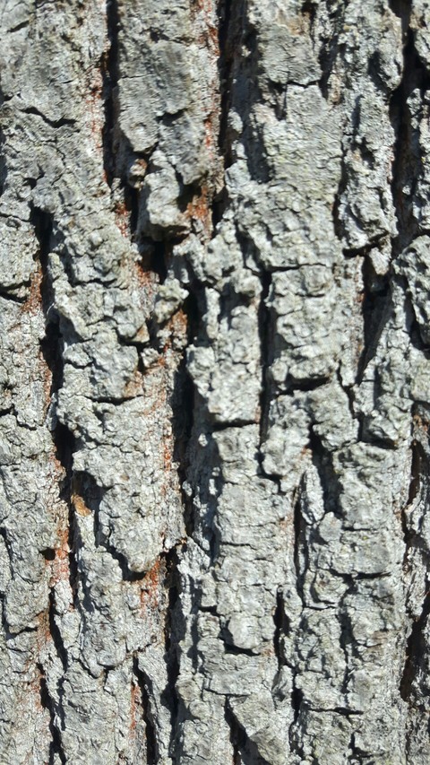 baum rinde