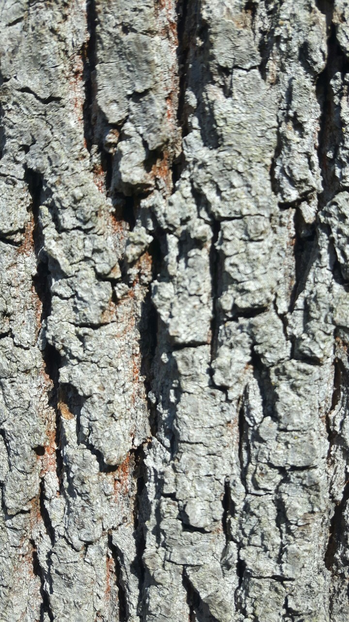 baum rinde