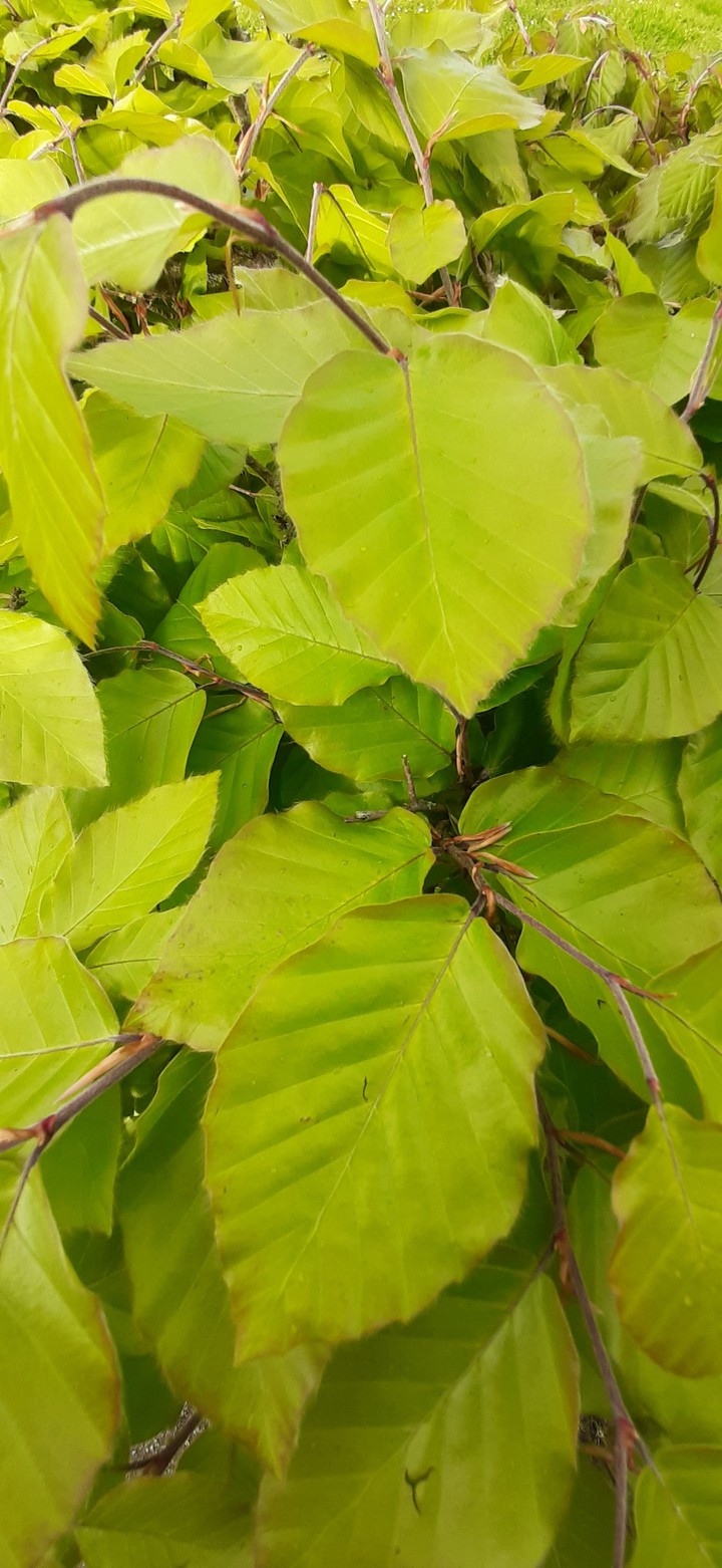 beautiful green