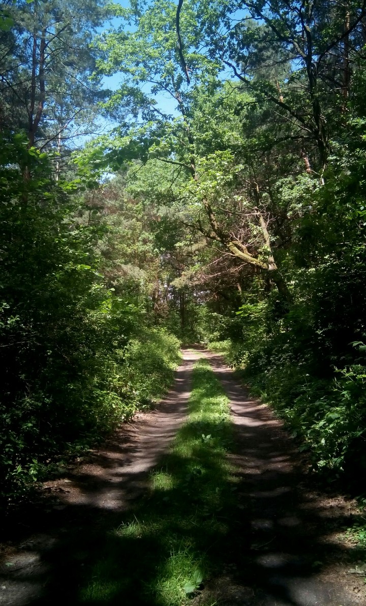 the Way to a Fairytail