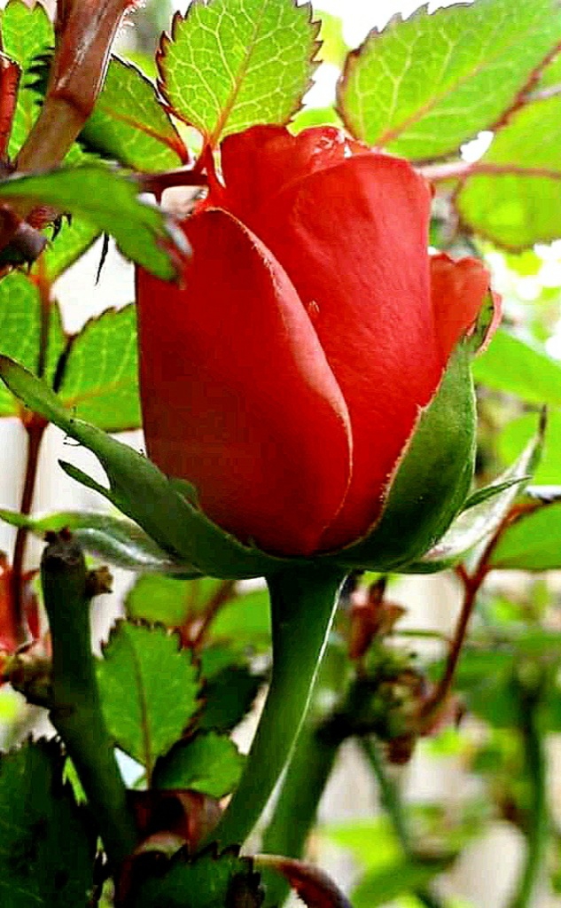 Mais Rosas