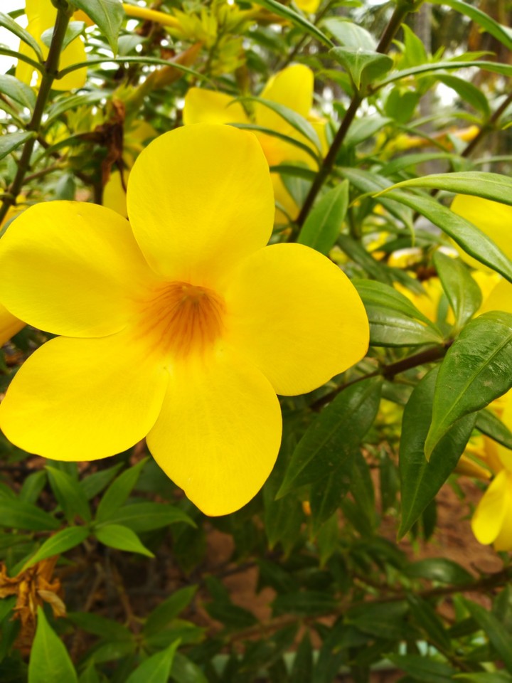 yellow