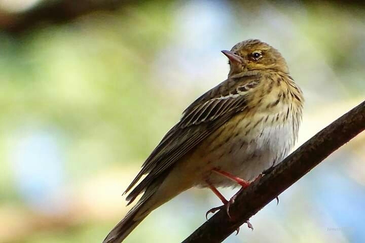 Bird