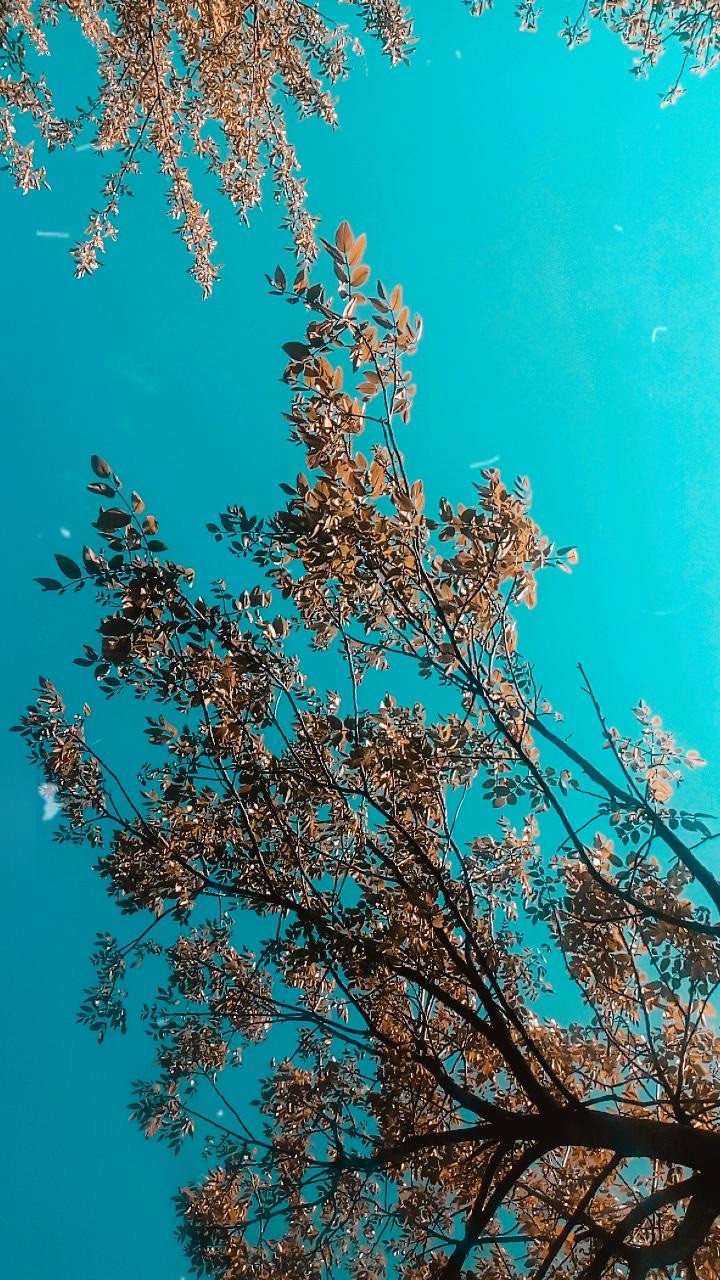 georgia (country)