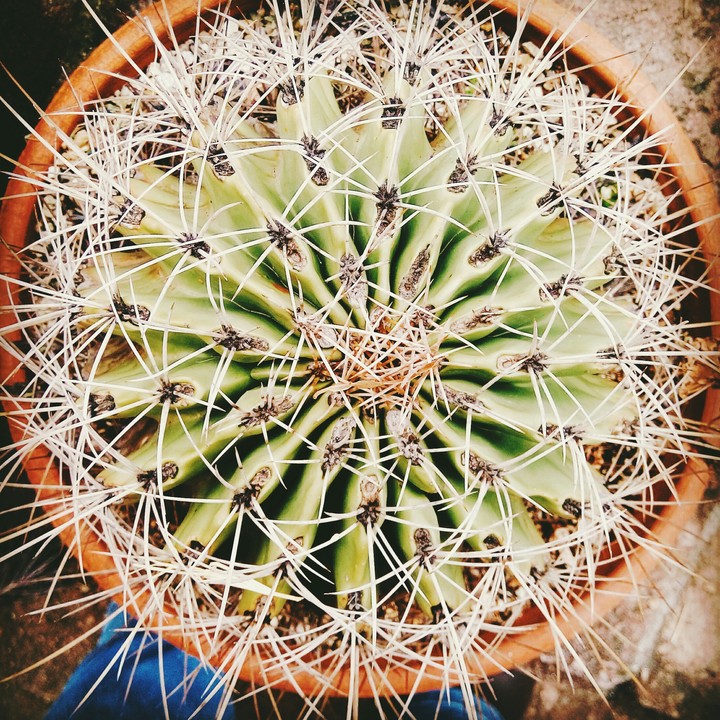 thorns