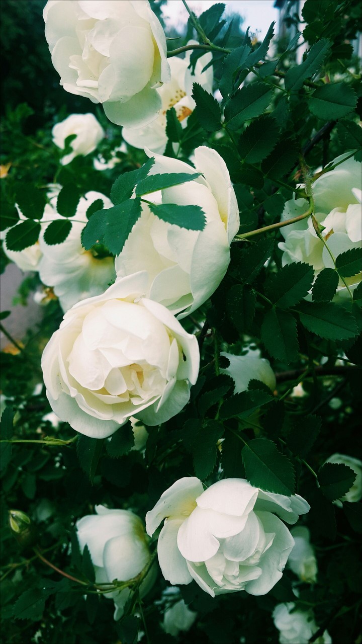 white roses.