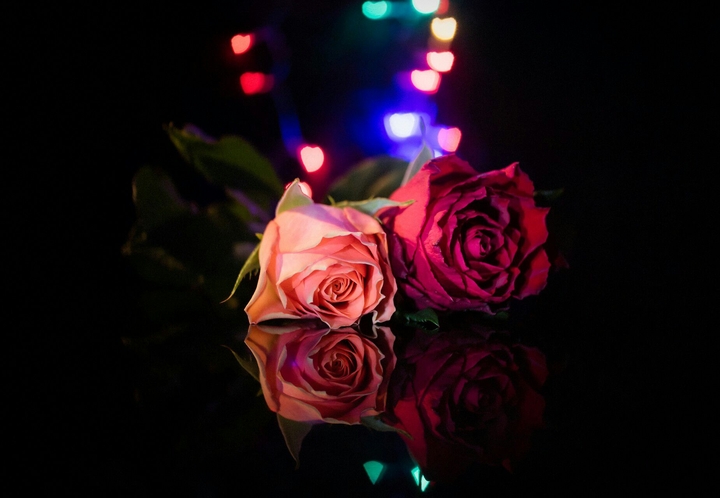 Roses