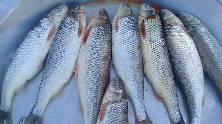 fish market