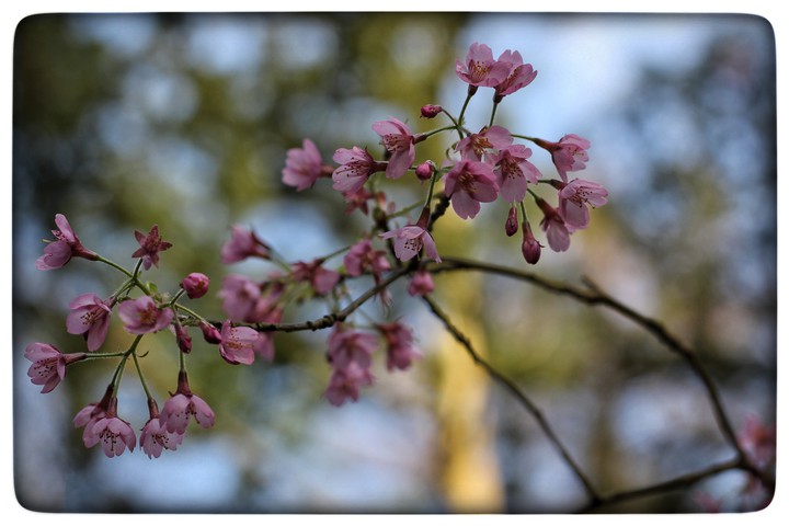 blossom