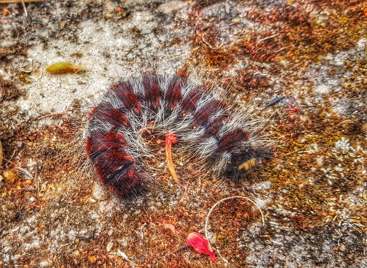Caterpillar