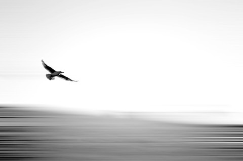 Eagle In The Sky