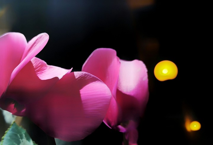 Art in a Flower