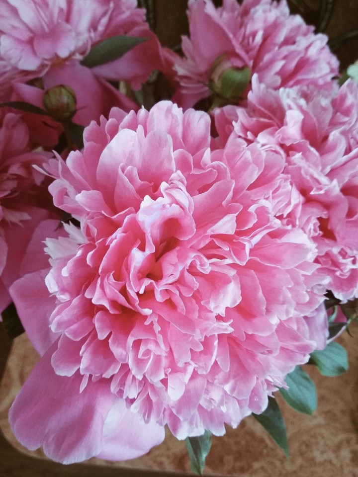 flowers
