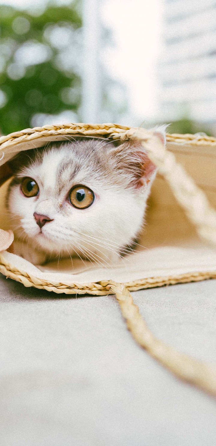 kitty in bag