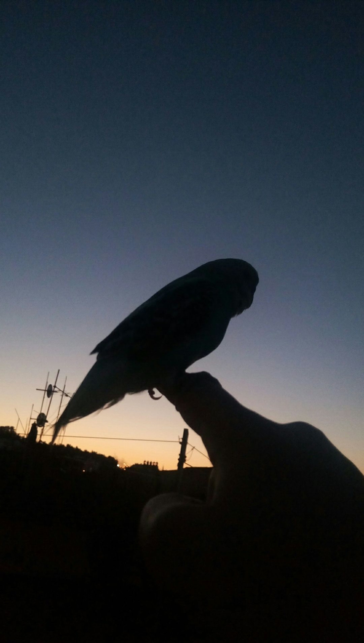 birdyy