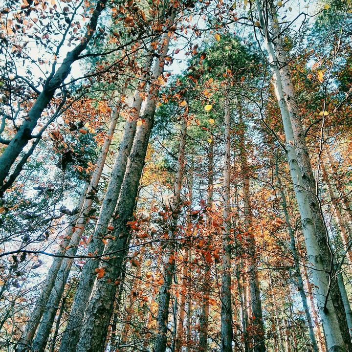 forest