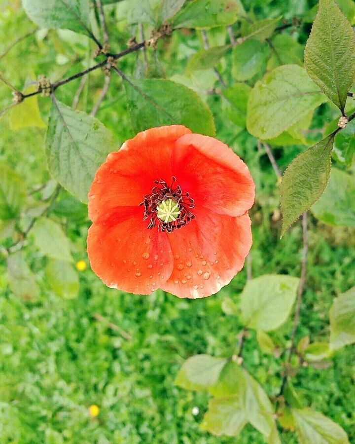 coquelicot