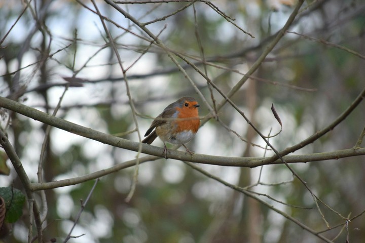Robin