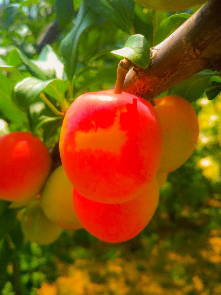 Plum