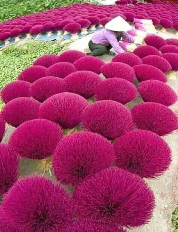 Orquídeas