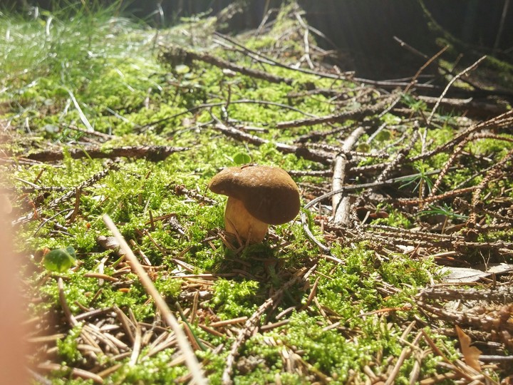 something like forest