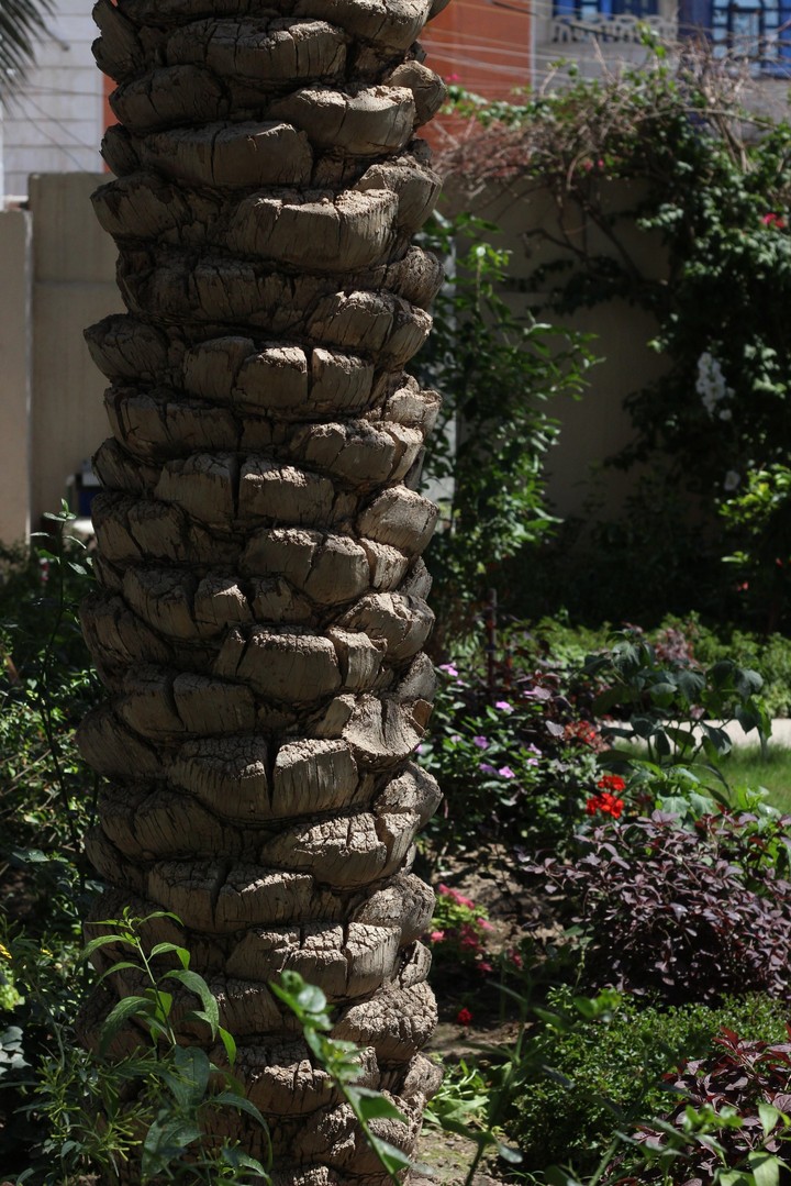 garden