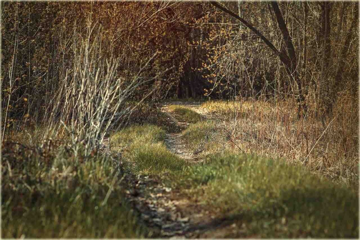 forest
