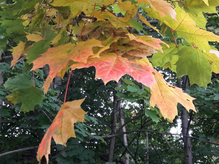 My autumn