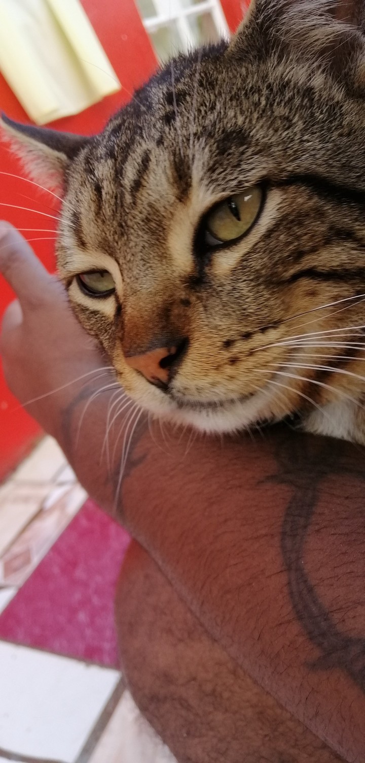 Zazou thinking about a good KFC