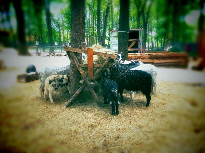 pigs