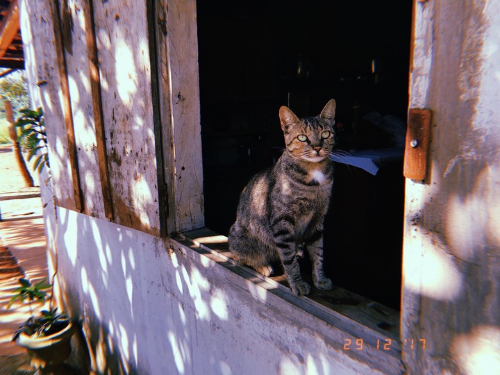 sun and cats