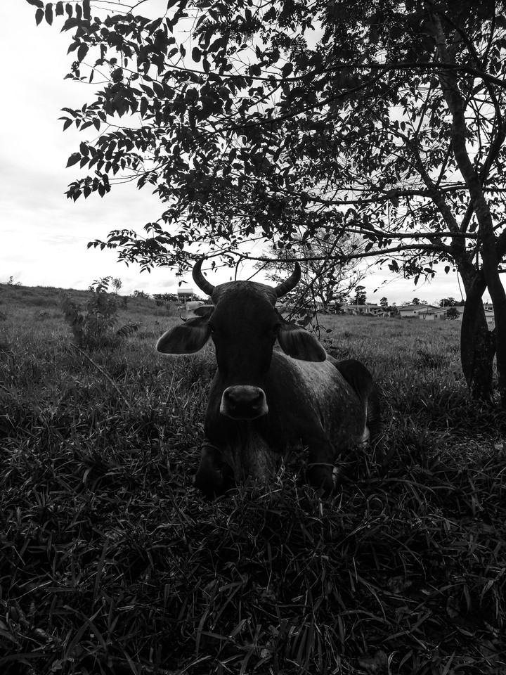 COW