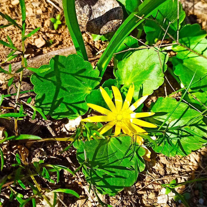 nature