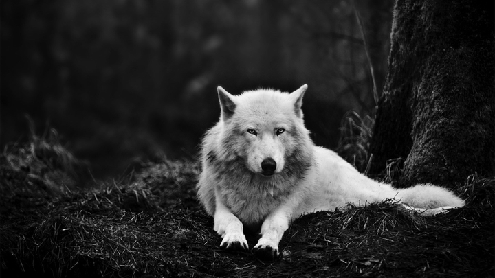 wolf