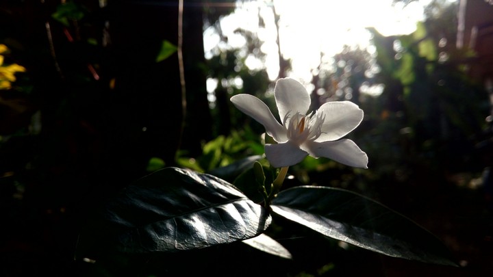 rays of hope