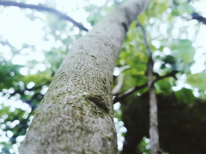 Apple tree