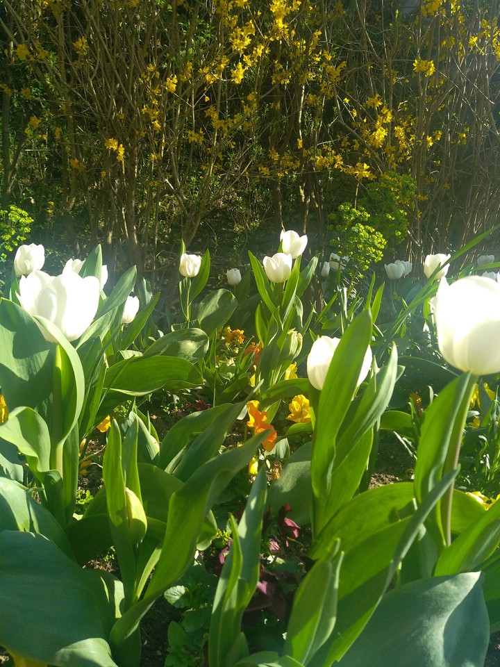 flowers