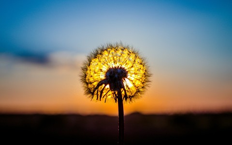 morning, sunlight wallpapers