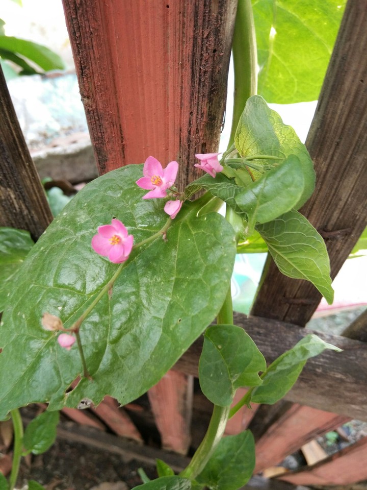 flower