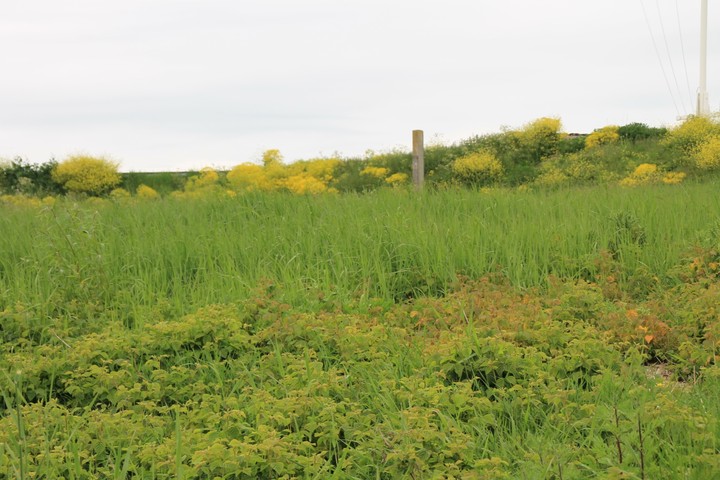 Green landscape